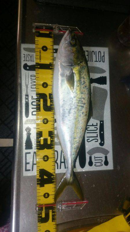 ハマチ大ボイル!!