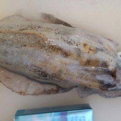 今年はアオリイカ少ない？