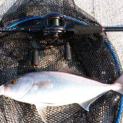 エギングとロックフィッシュ