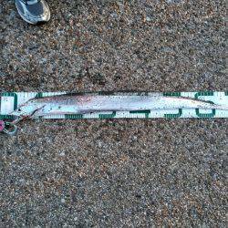 太刀魚、釣ってアンチエイジング！！