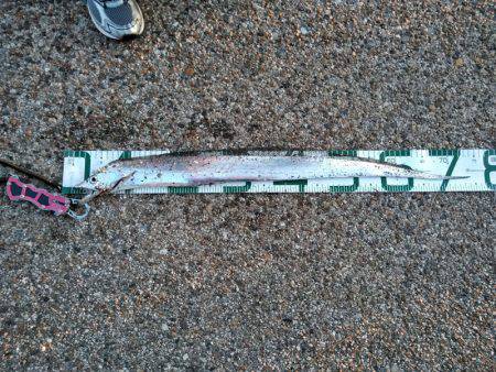 太刀魚、釣ってアンチエイジング！！