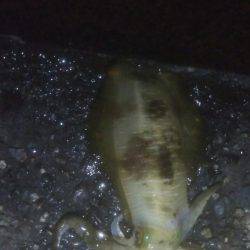 アオリイカ釣れました！