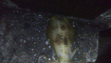 アオリイカ釣れました！