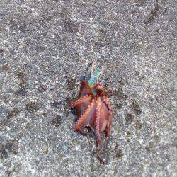 二刀流発揮？タコとアオリイカが釣れました。