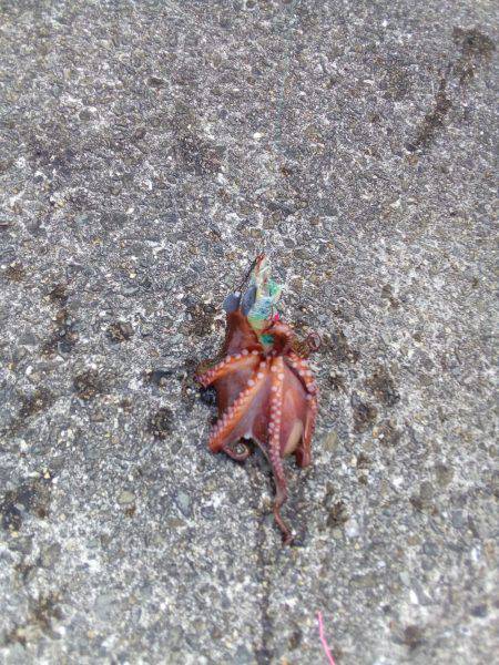 二刀流発揮？タコとアオリイカが釣れました。