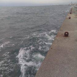 二回目の出陣、アオリイカ釣れました。