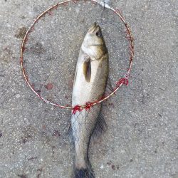 アオリイカ、今シーズンまだ二桁行かないよう‼