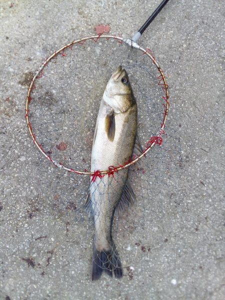 アオリイカ、今シーズンまだ二桁行かないよう‼