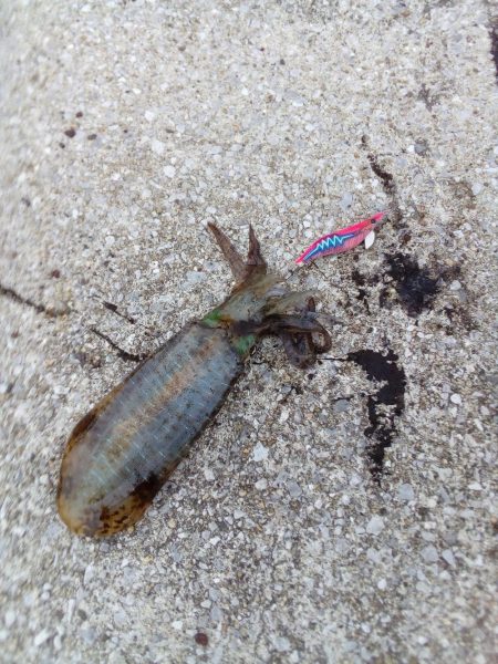 アオリイカ釣れる、釣れる！