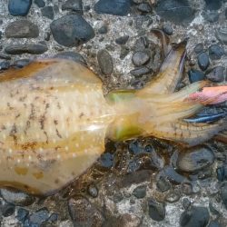 エギング＆ロックフィッシュ