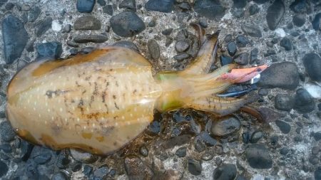 エギング＆ロックフィッシュ