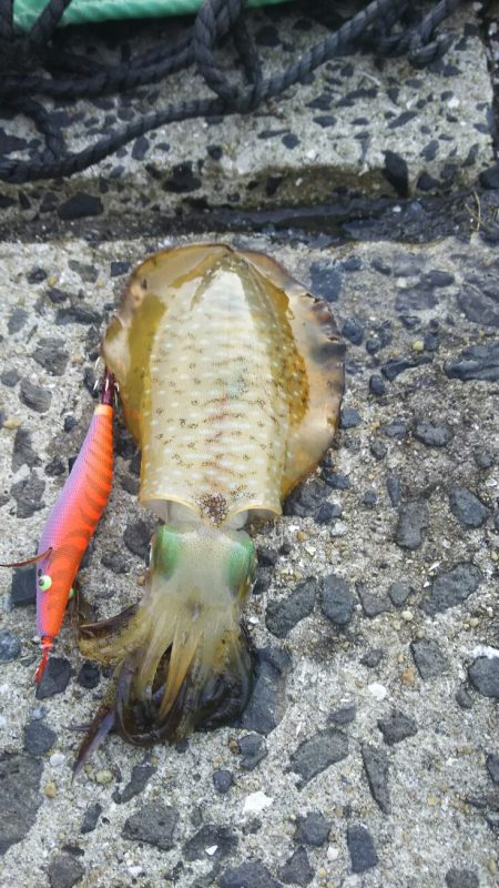 アオリイカエギング