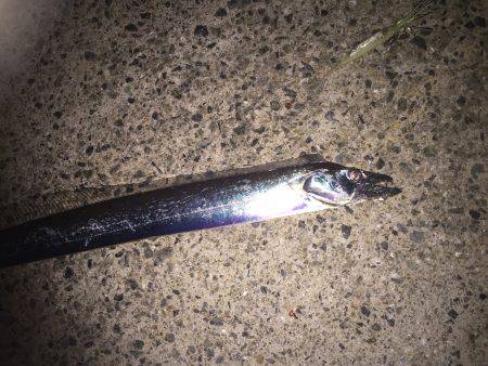 太刀魚上向いていくかなぁ〜