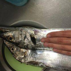 ドラゴンサイズ