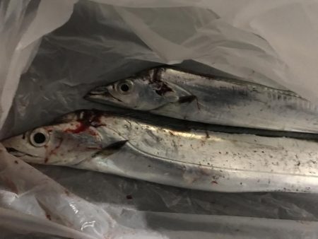 まぁまぁのサイズ