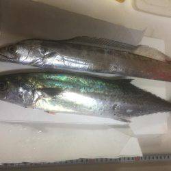 マクラーレン・イワシ