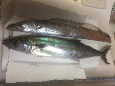 マクラーレン・イワシ