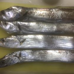 タチウオしゃぶしゃぶ〜！！！