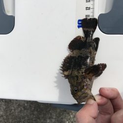 メバルが釣れました