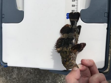 メバルが釣れました