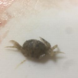 久々にメバリング