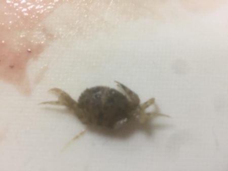 久々にメバリング