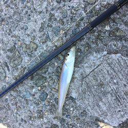 恒例ハゼ釣りのはずが、、、