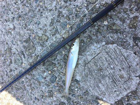 恒例ハゼ釣りのはずが、、、