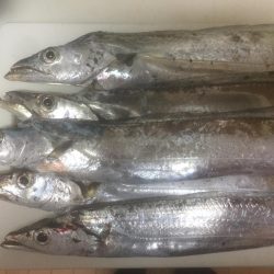 タチウオがもどってキタ！