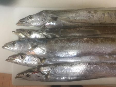 タチウオがもどってキタ！