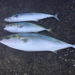 テトラは怖ぇなぁ