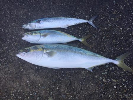 テトラは怖ぇなぁ