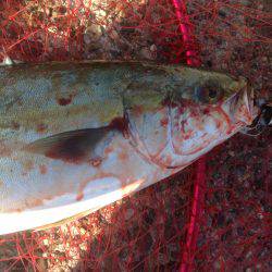 ハマツーサゴファイブ