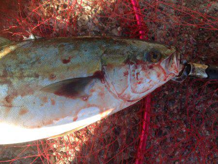 ハマツーサゴファイブ