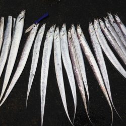 タチウオ1091で20