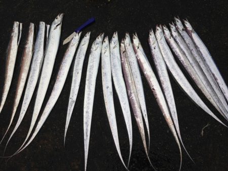 タチウオ1091で20