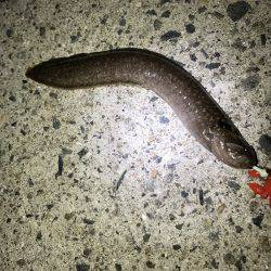 いつもの場所でライトゲーム