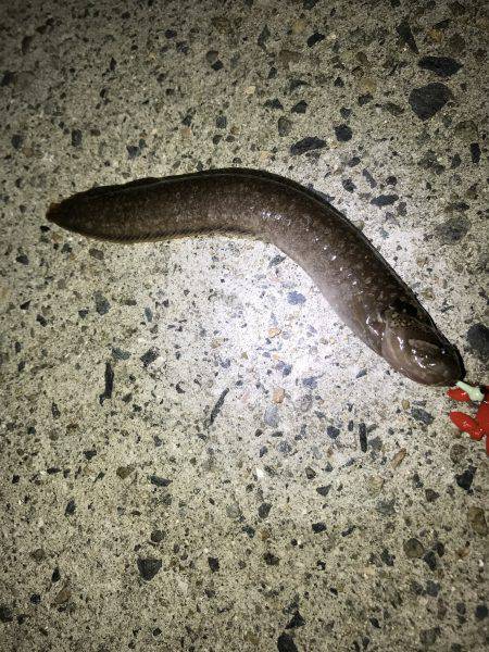 いつもの場所でライトゲーム