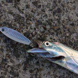 ワインド、ジギングで三目釣り