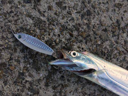 ワインド、ジギングで三目釣り