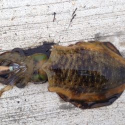 ホーム新仔調査