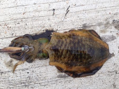 ホーム新仔調査