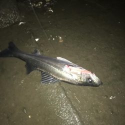 員弁川シーバス