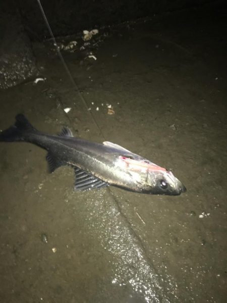 員弁川シーバス