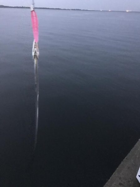 来てますね(o^^o)