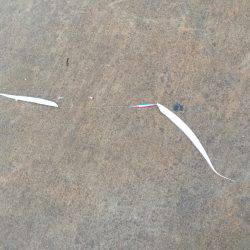 小太刀ですが……