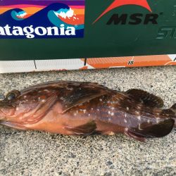 今シーズン初メバル