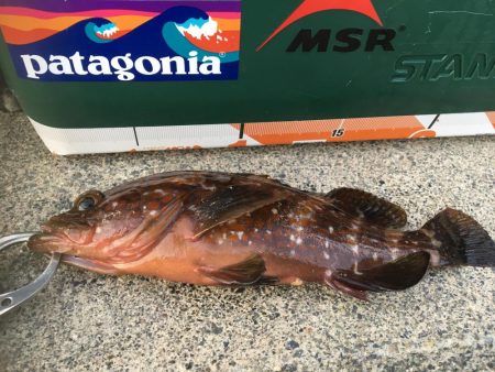 今シーズン初メバル