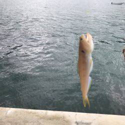 エギングからのキス釣り