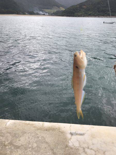 エギングからのキス釣り